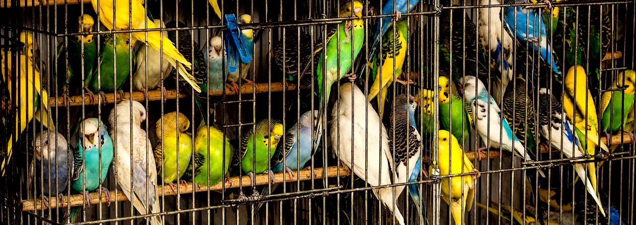 Parliament of Parrots